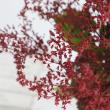 【直前!!!】京鹿の子(実)　40-50cm程度 群馬県六合村