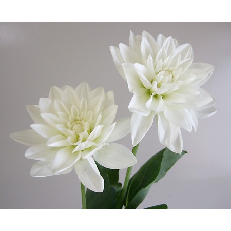 直前 生花 ダリア 白 通販 はなどんやアソシエ 直前 生花 ダリア 白 通販 はなどんやアソシエ
