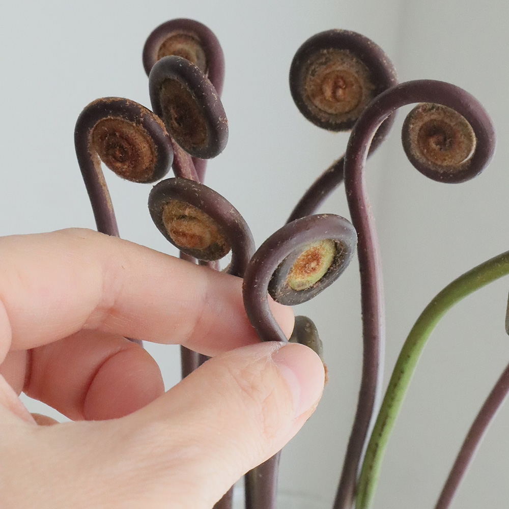 直前 姫ゼンマイ 本数単位 生花 通販 はなどんやアソシエ 直前 姫ゼンマイ 本数単位 生花 通販 はなどんやアソシエ