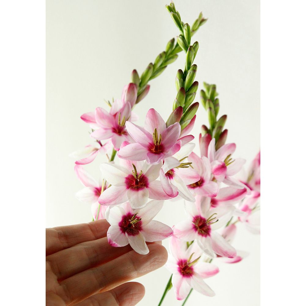 生花 大輪イキシア パノラマ ピンク 白 千葉県など Ot 通販 はなどんやアソシエ 生花 大輪イキシア パノラマ ピンク 白 千葉県など Ot 通販 はなどんやアソシエ