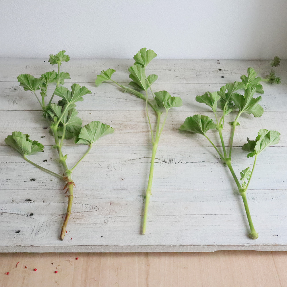 生花 ローズゼラニウム グリーン Ot 通販 はなどんやアソシエ 生花 ローズゼラニウム グリーン Ot 通販 はなどんやアソシエ