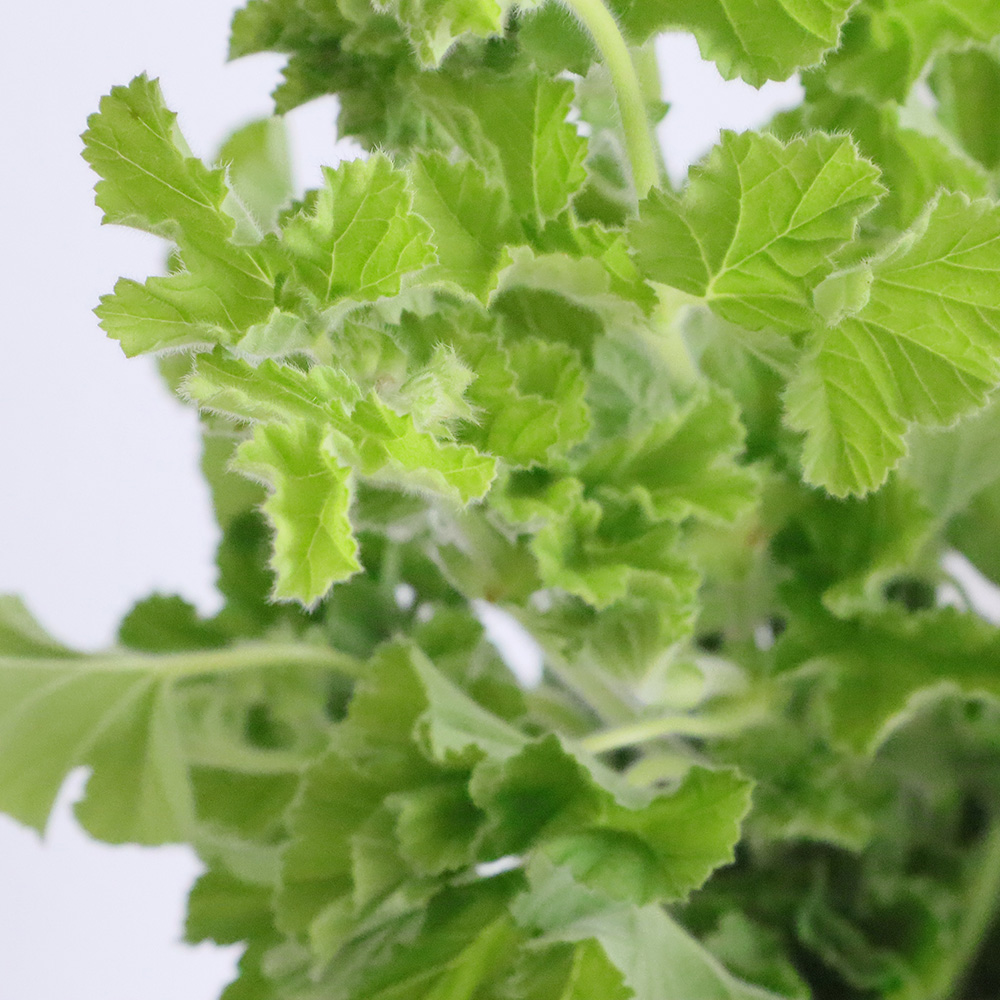 生花 ローズゼラニウム グリーン Ot 通販 はなどんやアソシエ 生花 ローズゼラニウム グリーン Ot 通販 はなどんやアソシエ