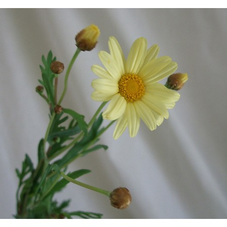 生花 マーガレット レモネード 黄色 通販 はなどんやアソシエ 生花 マーガレット レモネード 黄色 通販 はなどんやアソシエ