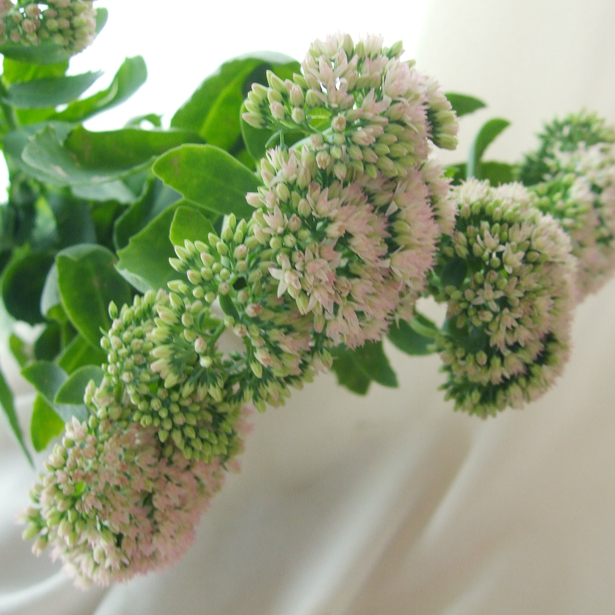 生花 セダム グリーン 時期により花穂の大きさ色異なる 40cm程度 Ot 通販 はなどんやアソシエ 生花 セダム グリーン 時期により花穂の大きさ色異なる 40cm程度 Ot 通販 はなどんやアソシエ