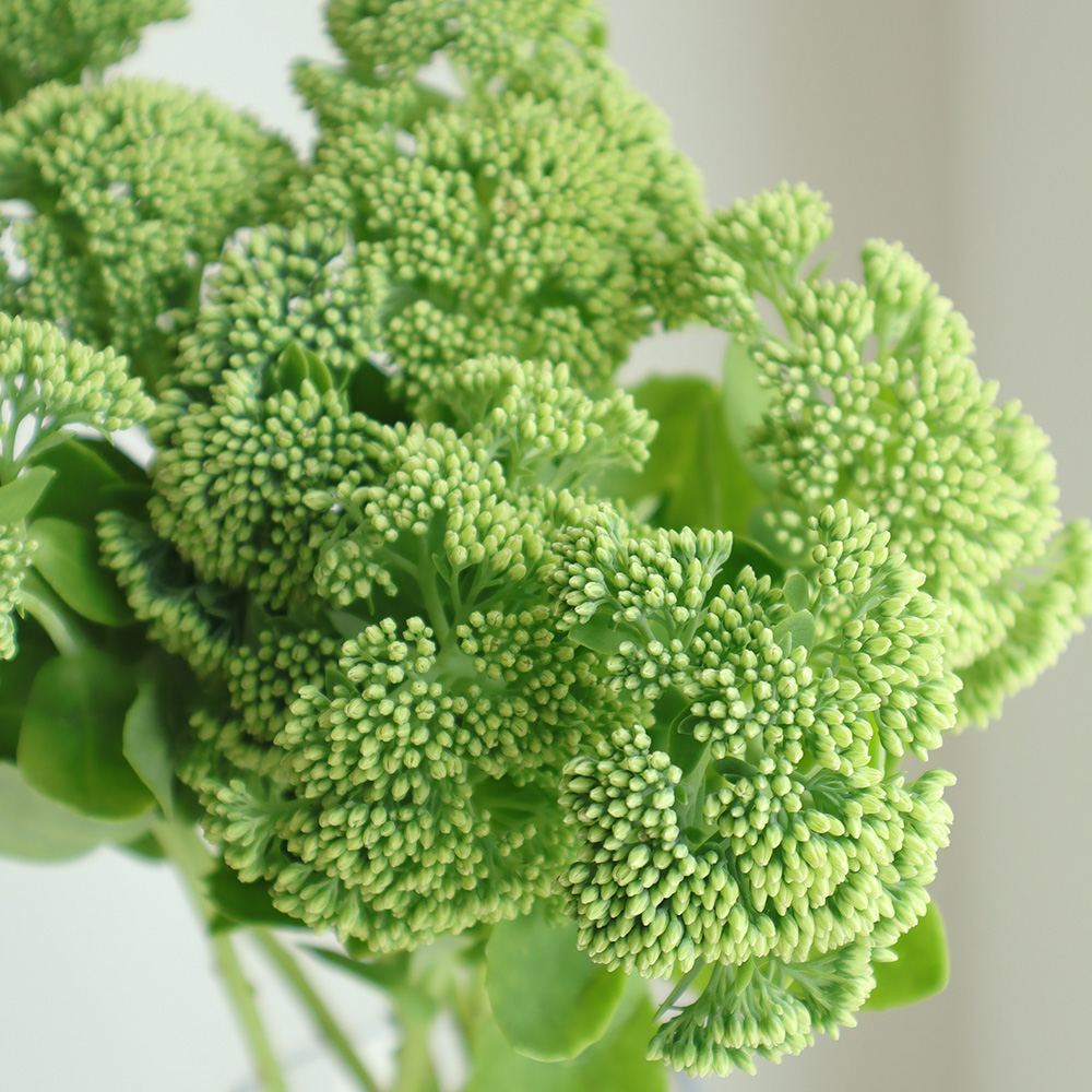 生花 セダム グリーン 時期により花穂の大きさ色異なる 40cm程度 Ot 通販 はなどんやアソシエ 生花 セダム グリーン 時期により花穂の大きさ色異なる 40cm程度 Ot 通販 はなどんやアソシエ
