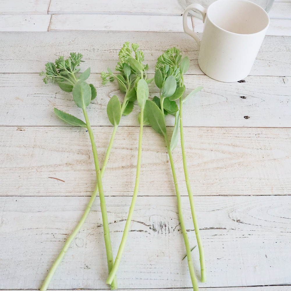 生花 セダム グリーン 時期により花穂の大きさ色異なる 40cm程度 Ot 通販 はなどんやアソシエ 生花 セダム グリーン 時期により花穂の大きさ色異なる 40cm程度 Ot 通販 はなどんやアソシエ