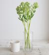 【生花】セダム(グリーン)35cm-【OT】　※時期により花穂の大きさ色異なる