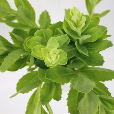 【生花】蕾セダム(グリーン)(30センチ〜)【OT】　六合村