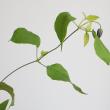【生花】クレマチス 　デュランディ　 F.U.Kagawa　50CM-　【早締切-74】