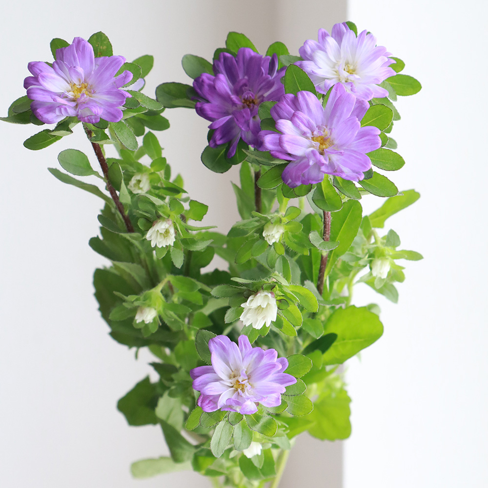 生花 アスター ステラトップブルー 通販 はなどんやアソシエ 生花 アスター ステラトップブルー 通販 はなどんやアソシエ