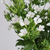 ※販売期間外※【生花】ハマナデシコ　白　50センチ程度　山形県ほか【OT】