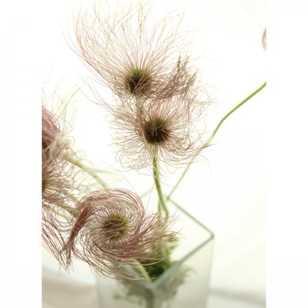 【08直前】翁草(オキナグサ)　シード　4cm