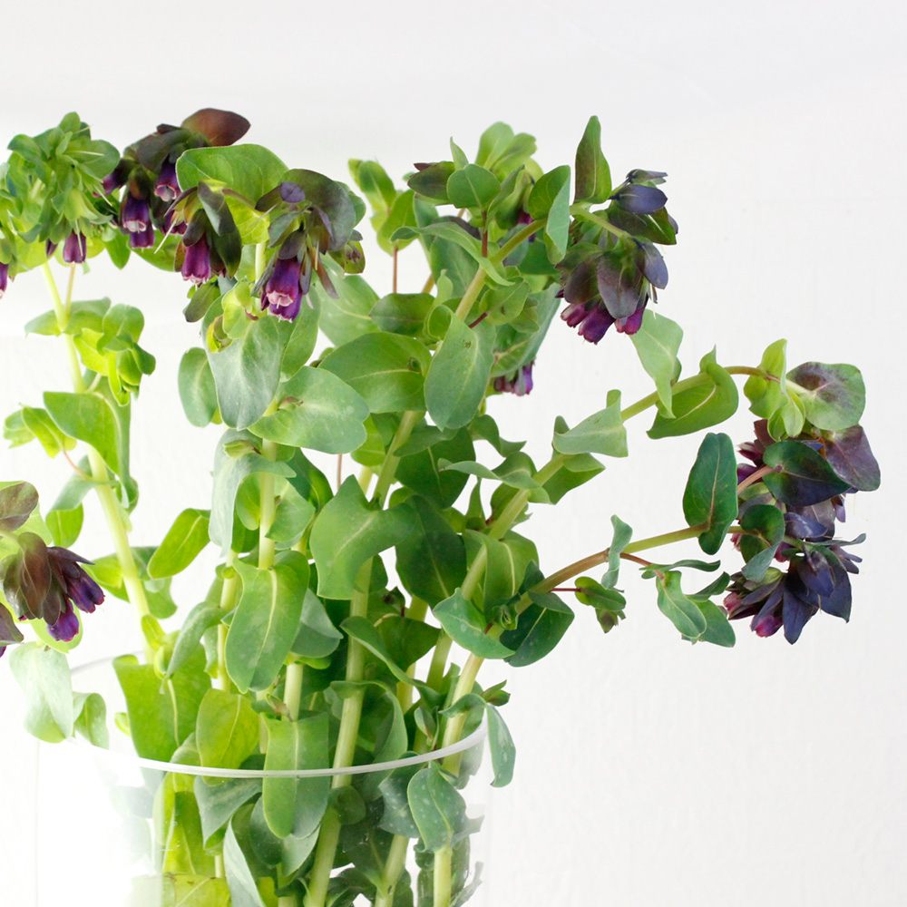 直前 伊東さんのセリンセ 紫 60cm程度 商品説明お読みください 生花 通販 はなどんやアソシエ 直前 伊東さんのセリンセ 紫 60cm程度 商品説明お読みください 生花 通販 はなどんやアソシエ