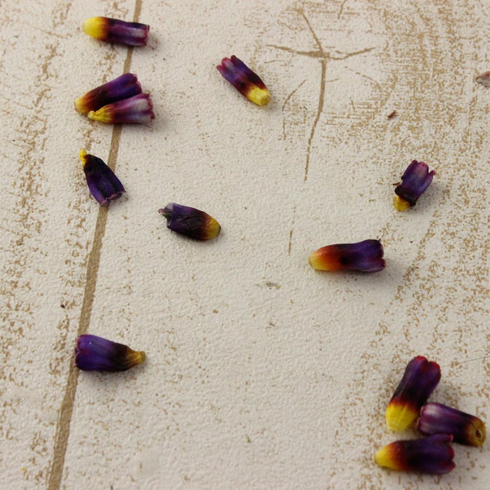 直前 伊東さんのセリンセ 紫 60cm程度 商品説明お読みください 生花 通販 はなどんやアソシエ 直前 伊東さんのセリンセ 紫 60cm程度 商品説明お読みください 生花 通販 はなどんやアソシエ