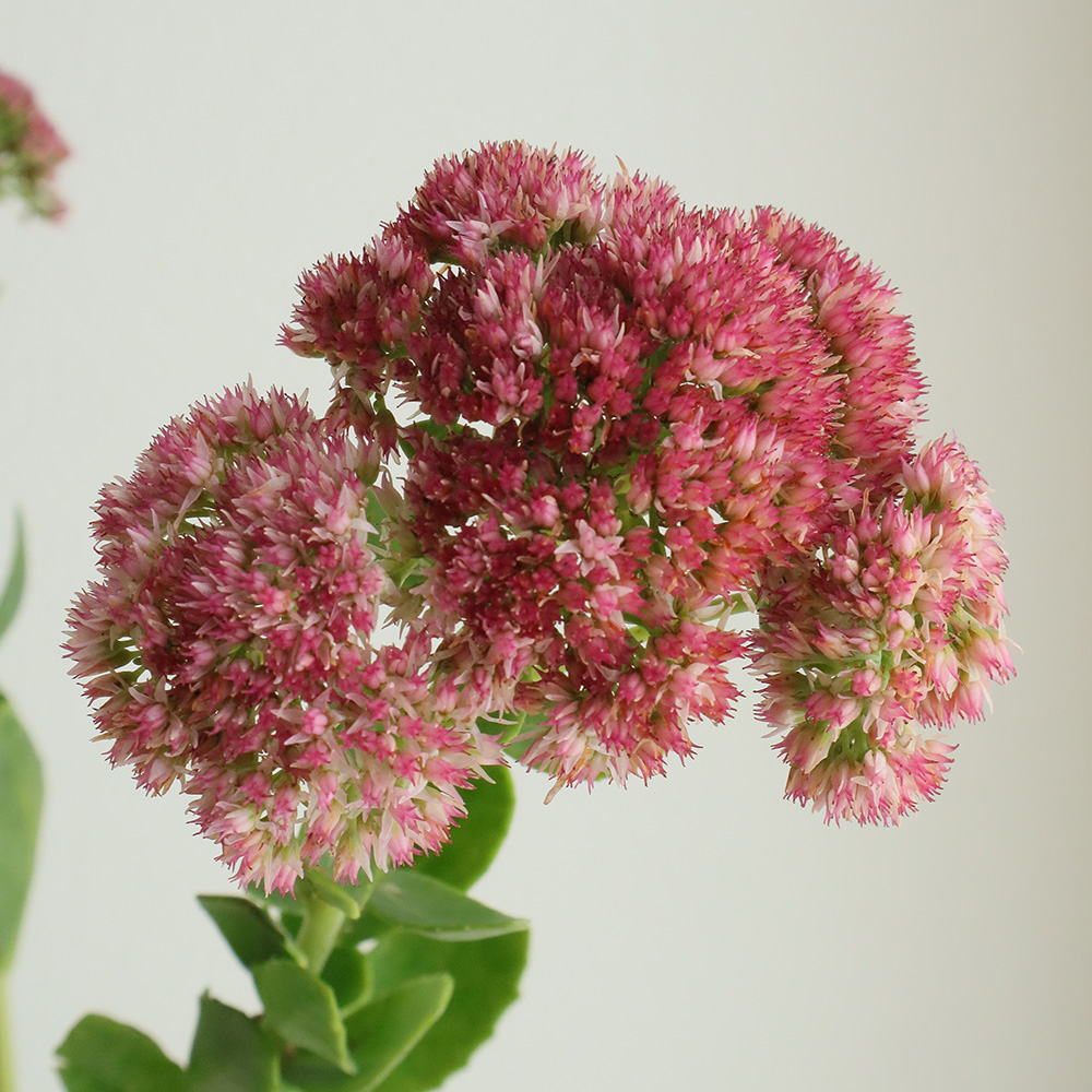 直前 セダム ピンク 40cm 花色時期により異なる 生花 通販 はなどんやアソシエ 直前 セダム ピンク 40cm 花色時期により異なる 生花 通販 はなどんやアソシエ