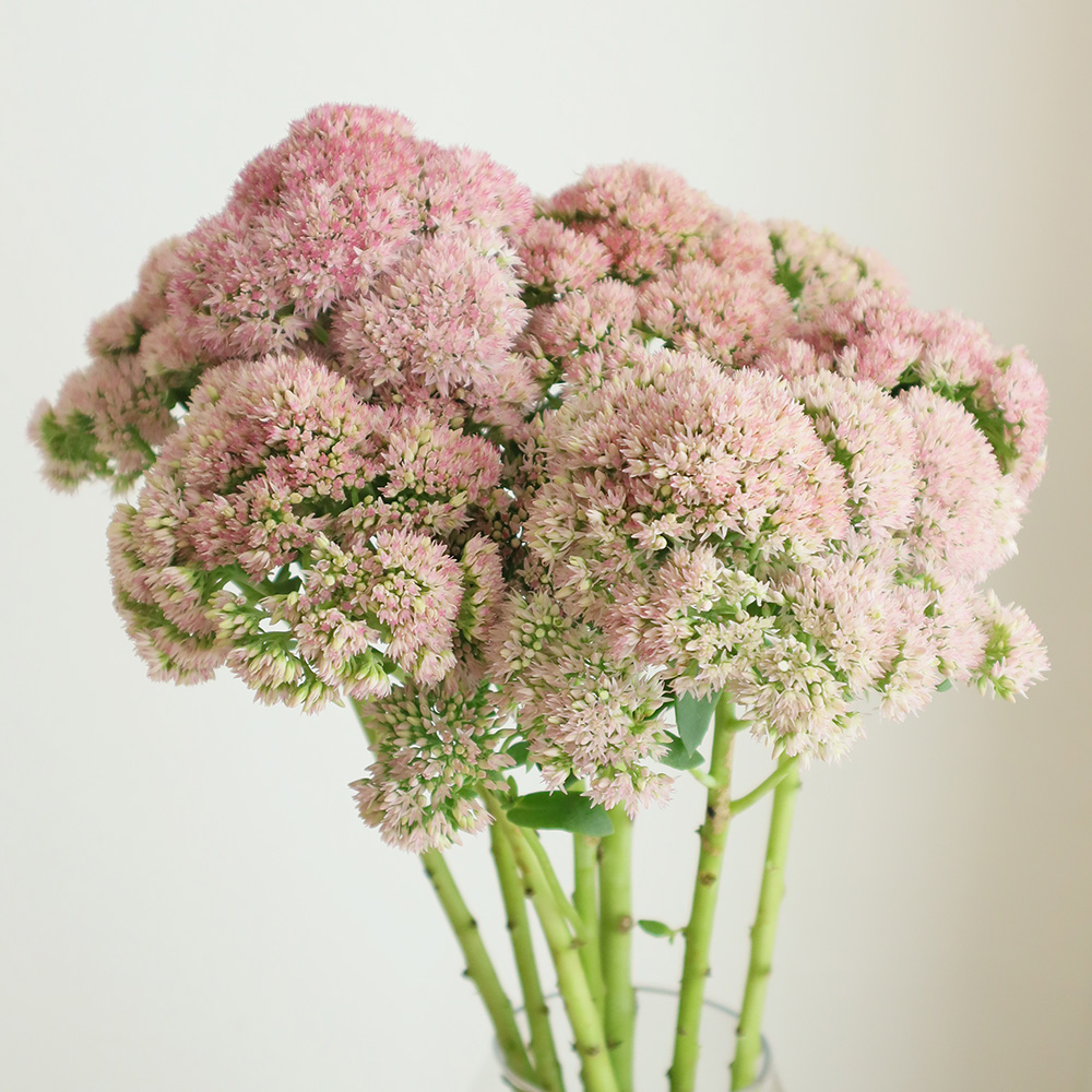 セダム 花 ピンク セダム 花 ピンク