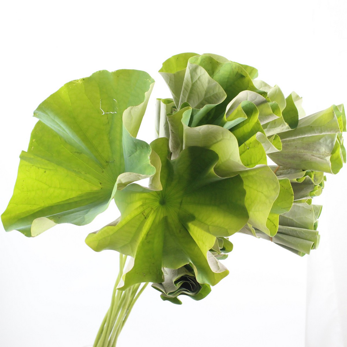 生花/予約】蓮の葉(足つき)開き葉 70cm程度 大きすぎないもの【OT