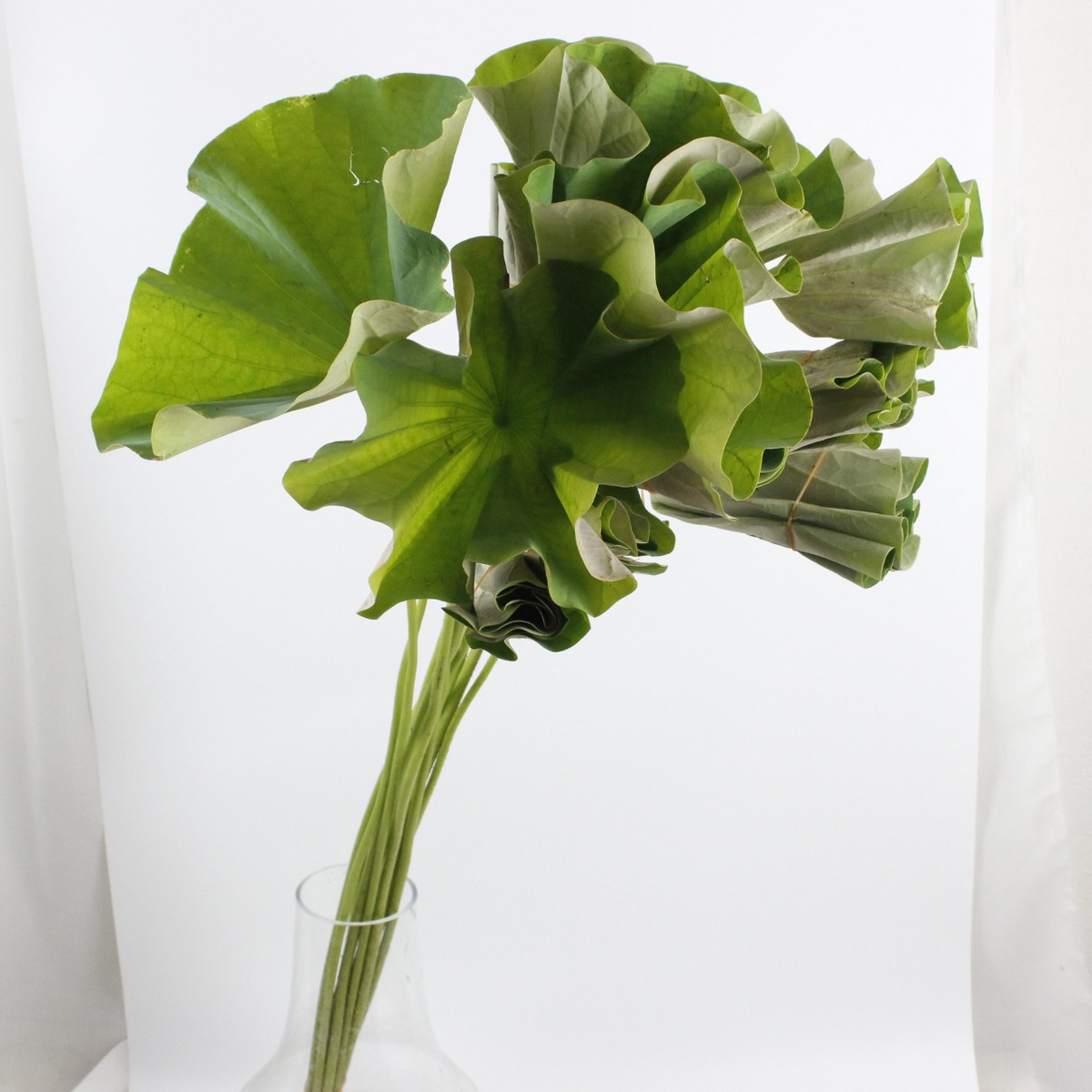 インテリア生花 Fun arrangement with Allium “Snake Ball” that was imported