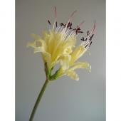 生花】リコリス スペラード - 花材通販はなどんやアソシエ