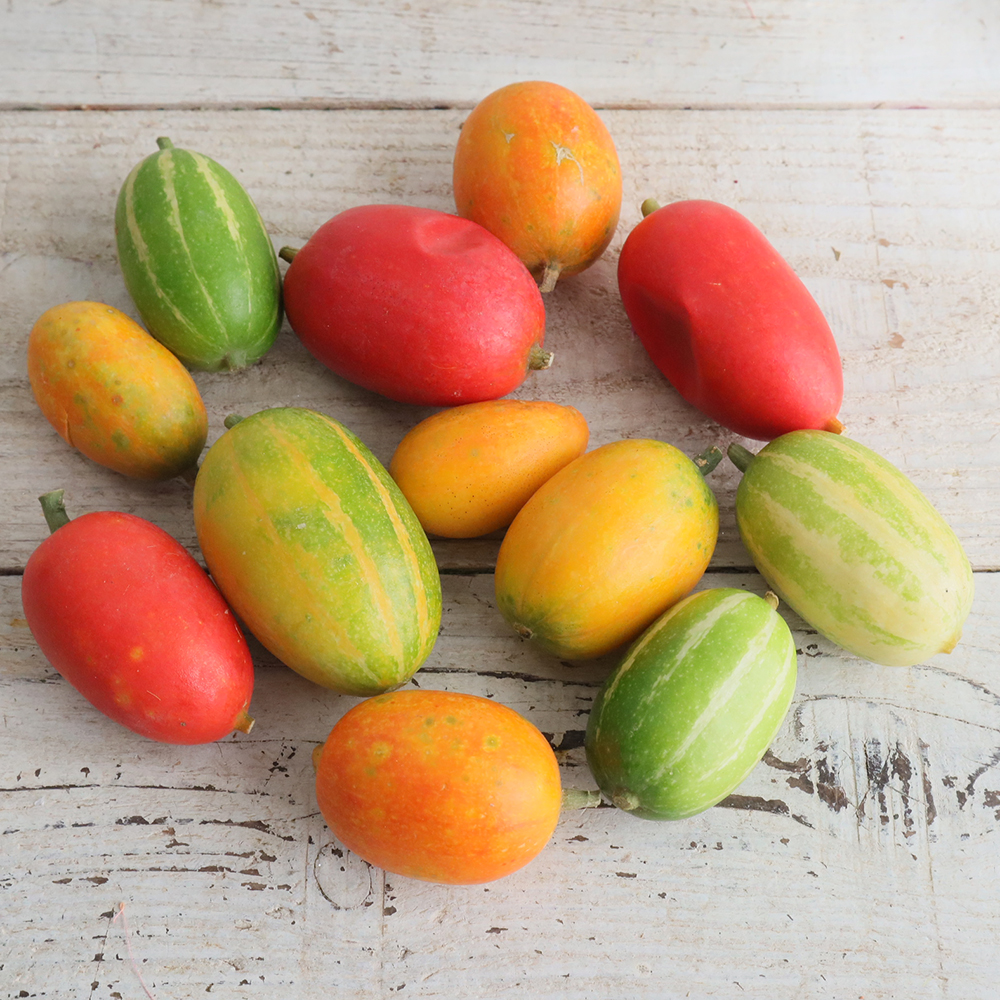 カラスウリ 08直前!!!】【JM】カラスウリ(実のみ)茨城県 - 花材通販はなどんやアソシエ