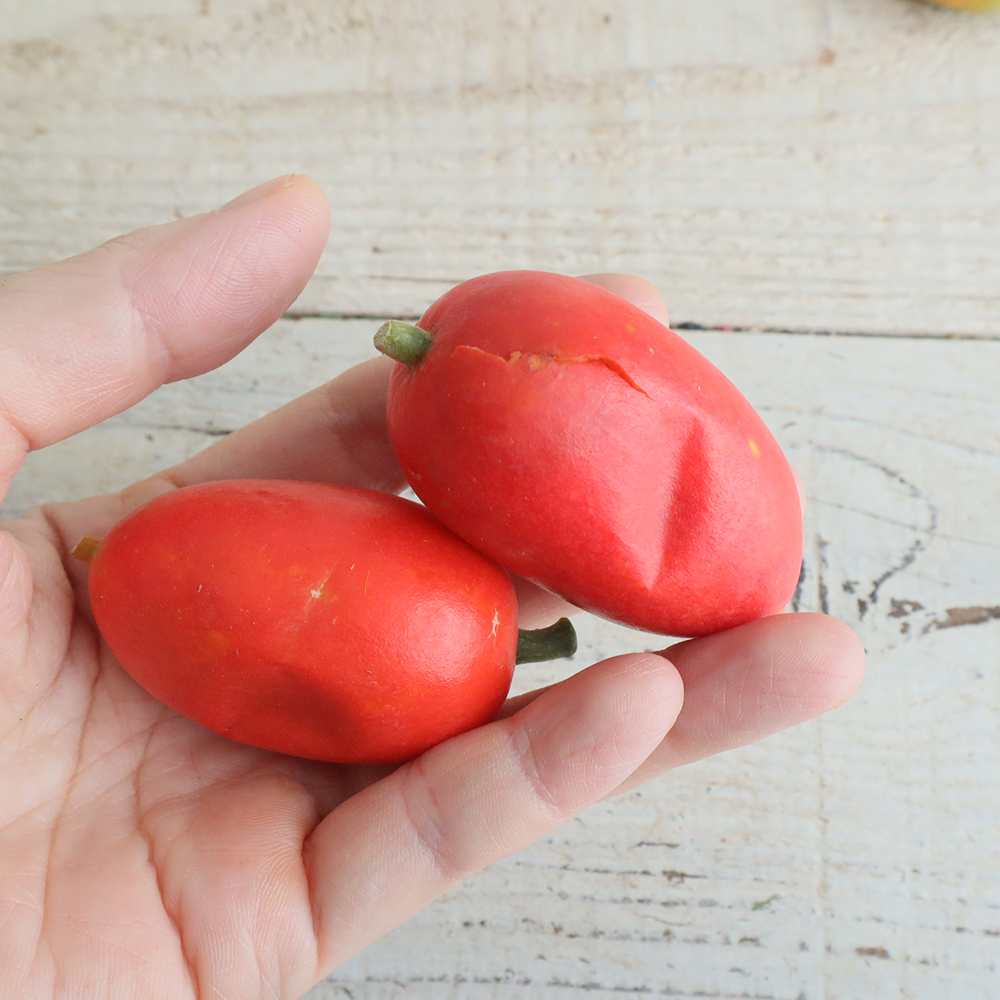 カラスウリ 08直前!!!】【JM】カラスウリ(実のみ)茨城県 - 花材通販はなどんやアソシエ