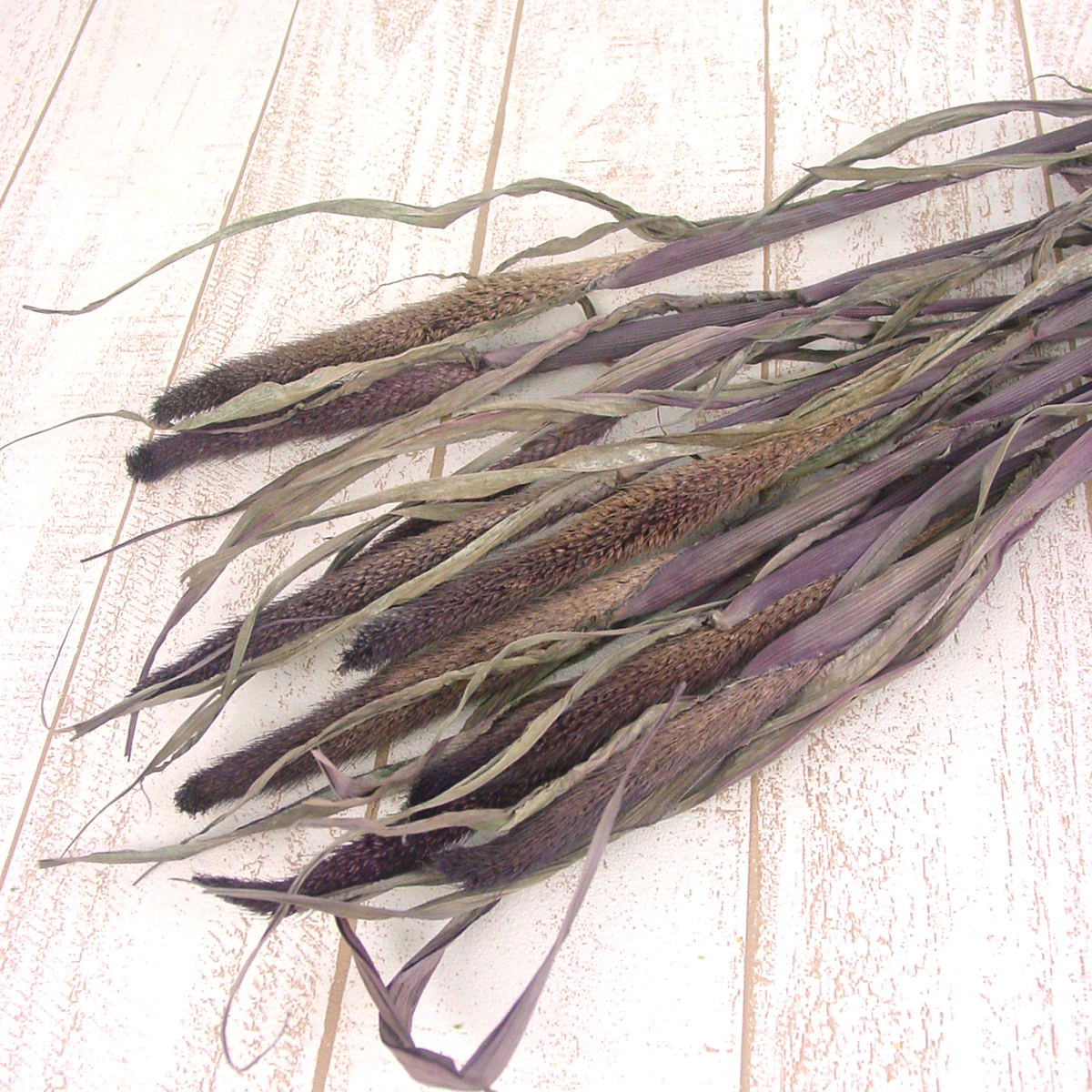 ドライ】J・flow/ミレット(黒きび)束約10本 - 花材通販はなどんやアソシエ