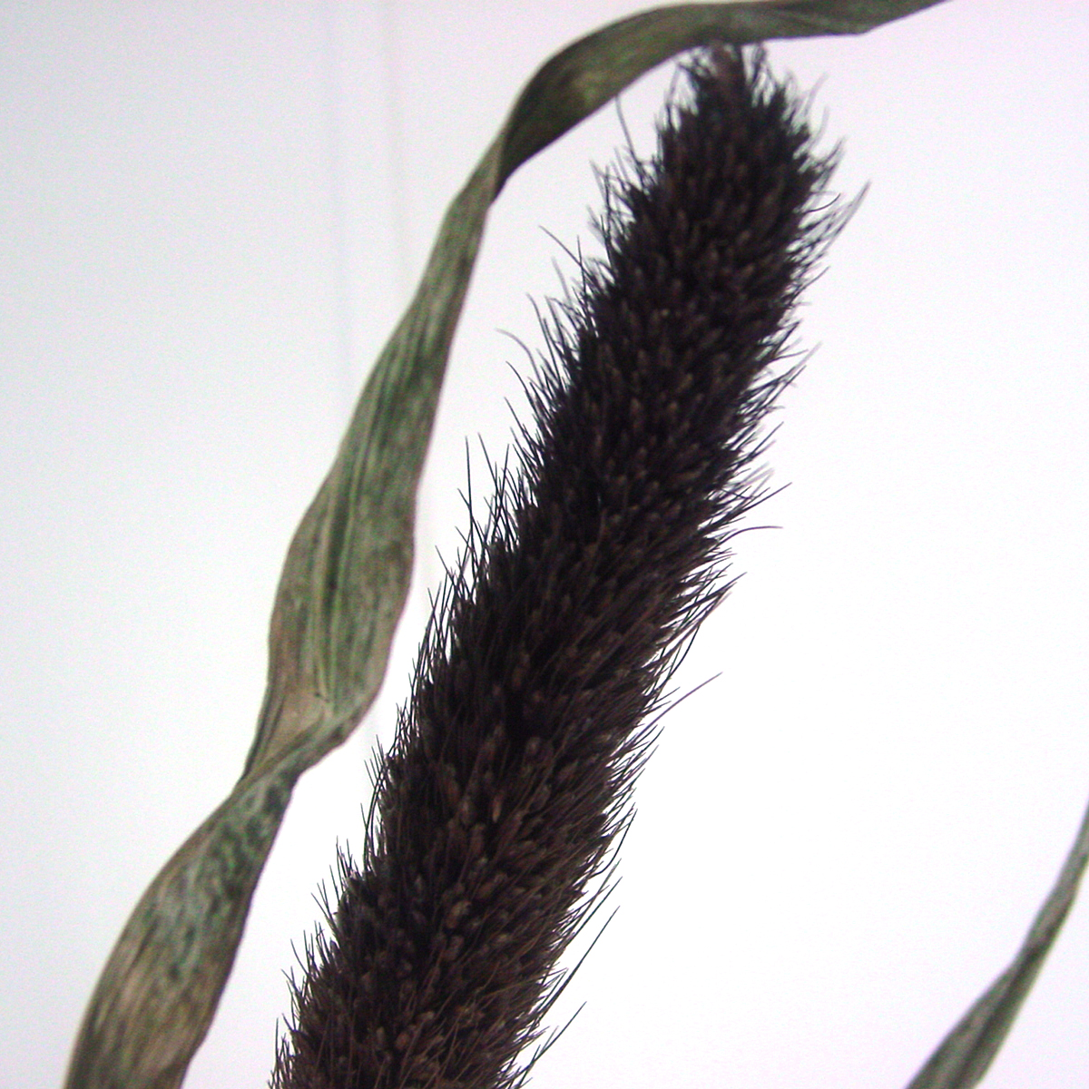 ドライ】J・flow/ミレット(黒きび)束約10本 - 花材通販はなどんやアソシエ