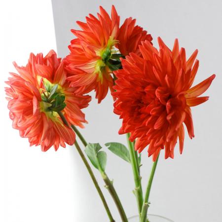 生花】ダリア マナーサンセット - 花材通販はなどんやアソシエ
