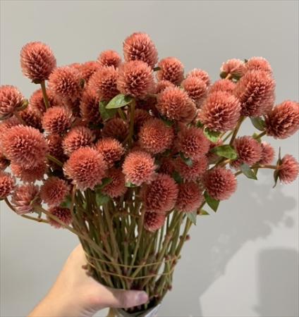【生花】染め千日紅(オレンジ)40cm2F 長崎県　※木金届け少【早締切-74】