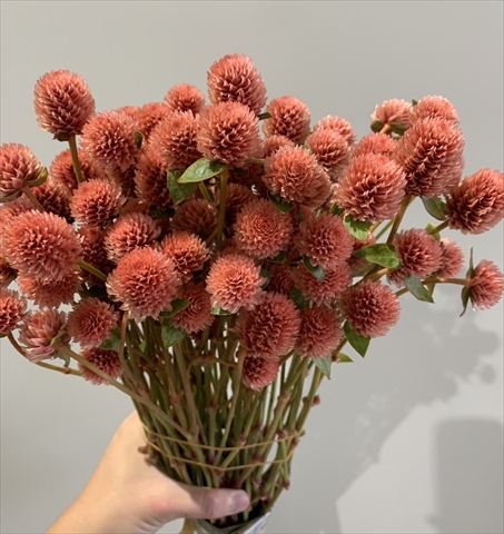 生花】染め千日紅(オレンジ)40cm2F 長崎県 ※木金届け少【早締切-74