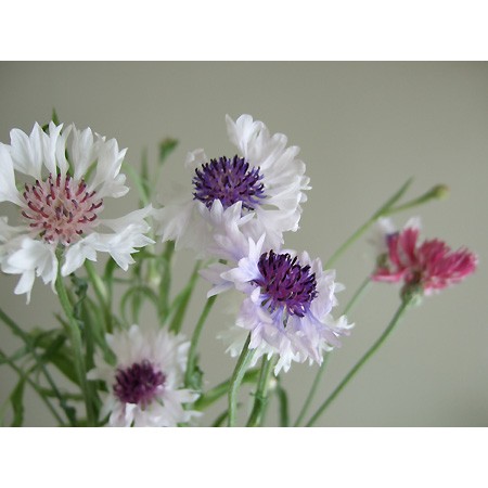 生花 セントーレア フロステッドクイーン 通販 はなどんやアソシエ 生花 セントーレア フロステッドクイーン 通販 はなどんやアソシエ