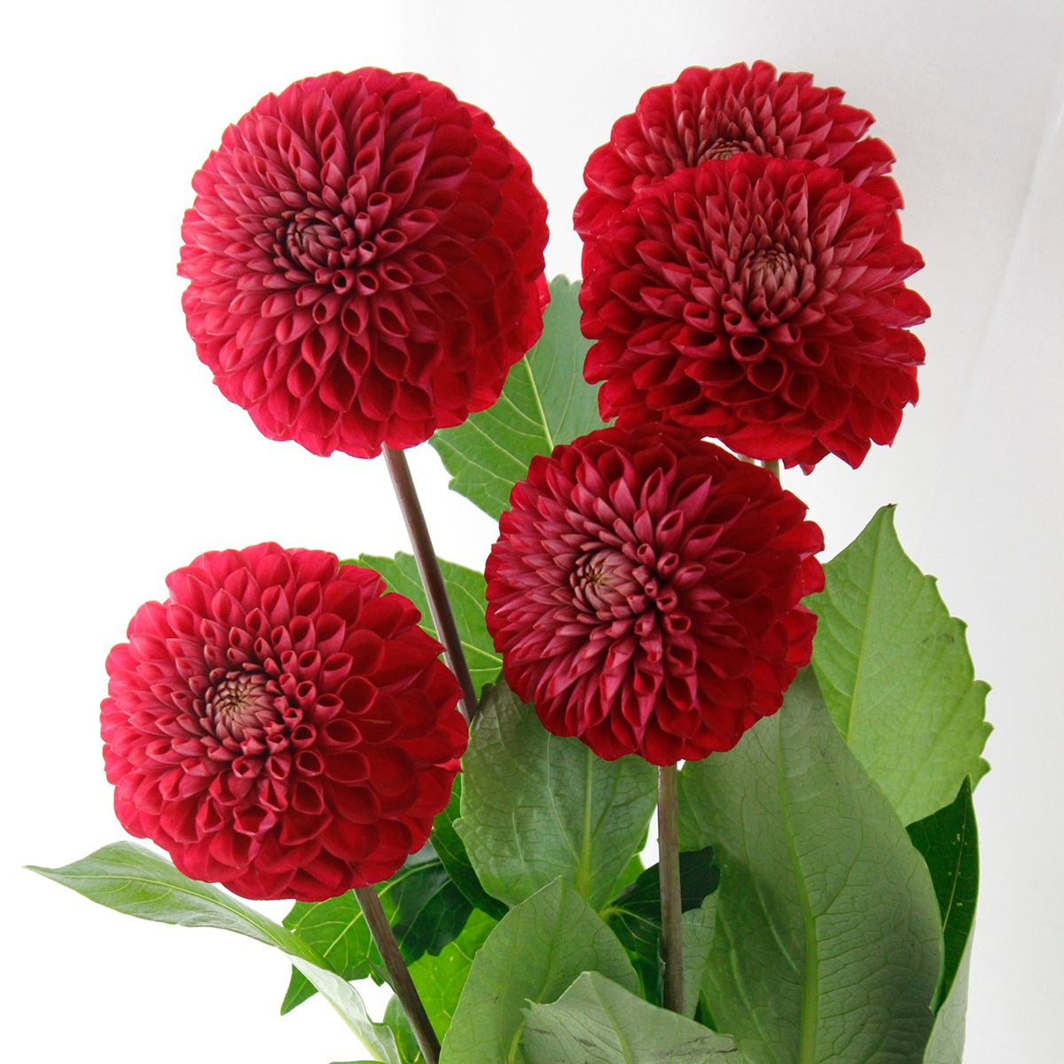 生花 ダリア 朝日てまり 赤 火 木 土amにお受け取りを Ot 通販 はなどんやアソシエ 生花 ダリア 朝日てまり 赤 火 木 土amにお受け取りを Ot 通販 はなどんやアソシエ