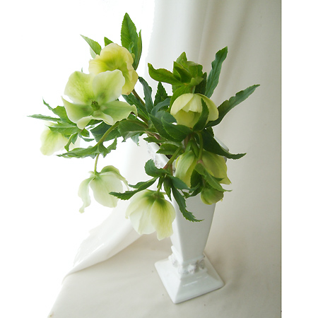 直前 クリスマスローズ グリーン系 群馬県 生花 通販 はなどんやアソシエ 直前 クリスマスローズ グリーン系 群馬県 生花 通販 はなどんやアソシエ