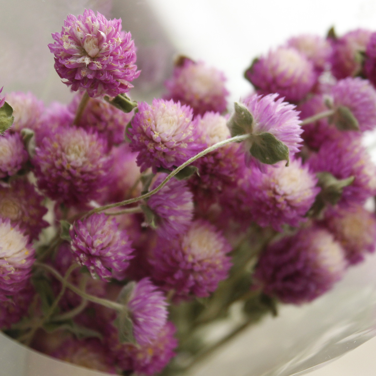 ドライフラワー ドライフラワー ミックス セット レジン アクセサリーパーツ