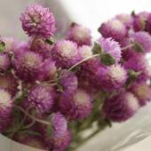 チリチリ mellojoy スフレ ローズ日記 ドライ】J・flow/千日紅 バイカラーローズ(束3〜5本)スプレー