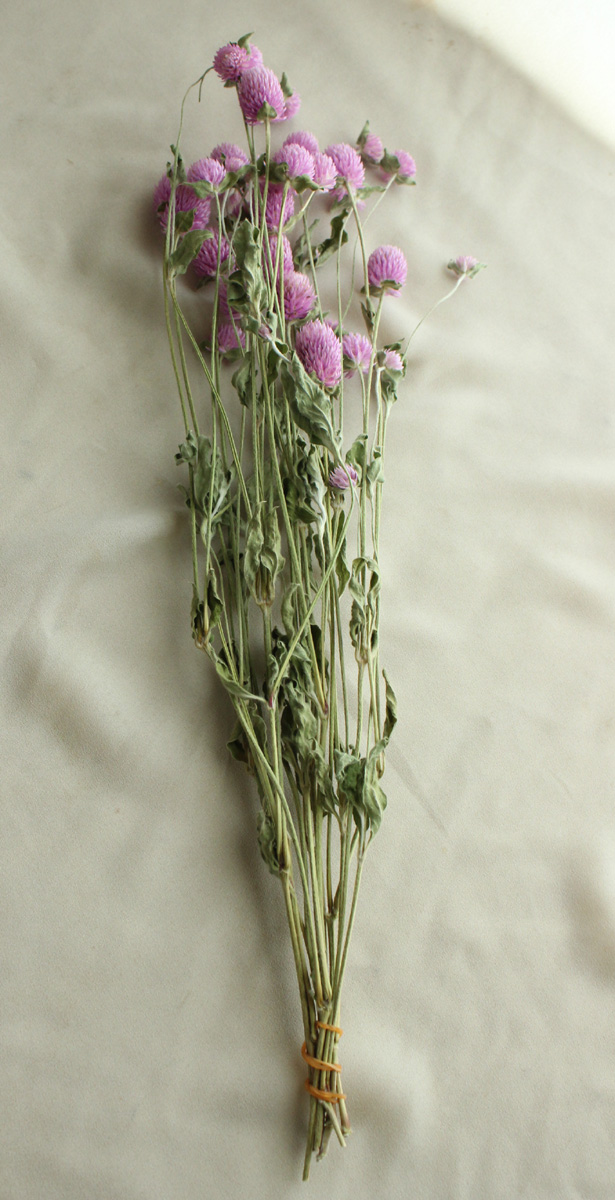 ドライ J Flow 千日紅 バイカラーローズ 束3 5本 スプレータイプ 通販 はなどんやアソシエ ドライ J Flow 千日紅 バイカラーローズ 束3 5本 スプレータイプ 通販 はなどんやアソシエ