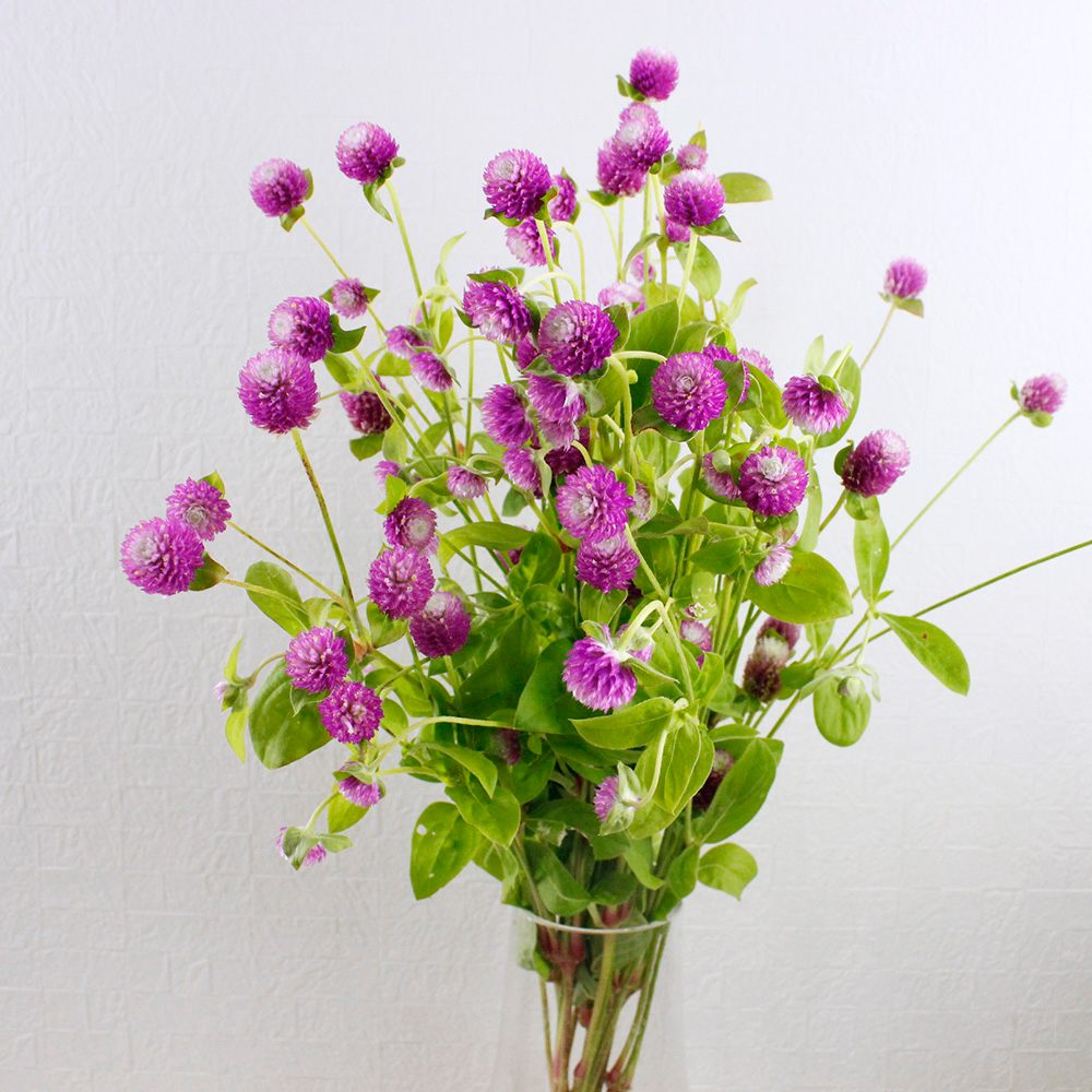 生花 千日紅 バイカラーローズ スプレー 金井園芸 Ita 通販 はなどんやアソシエ 生花 千日紅 バイカラーローズ スプレー 金井園芸 Ita 通販 はなどんやアソシエ