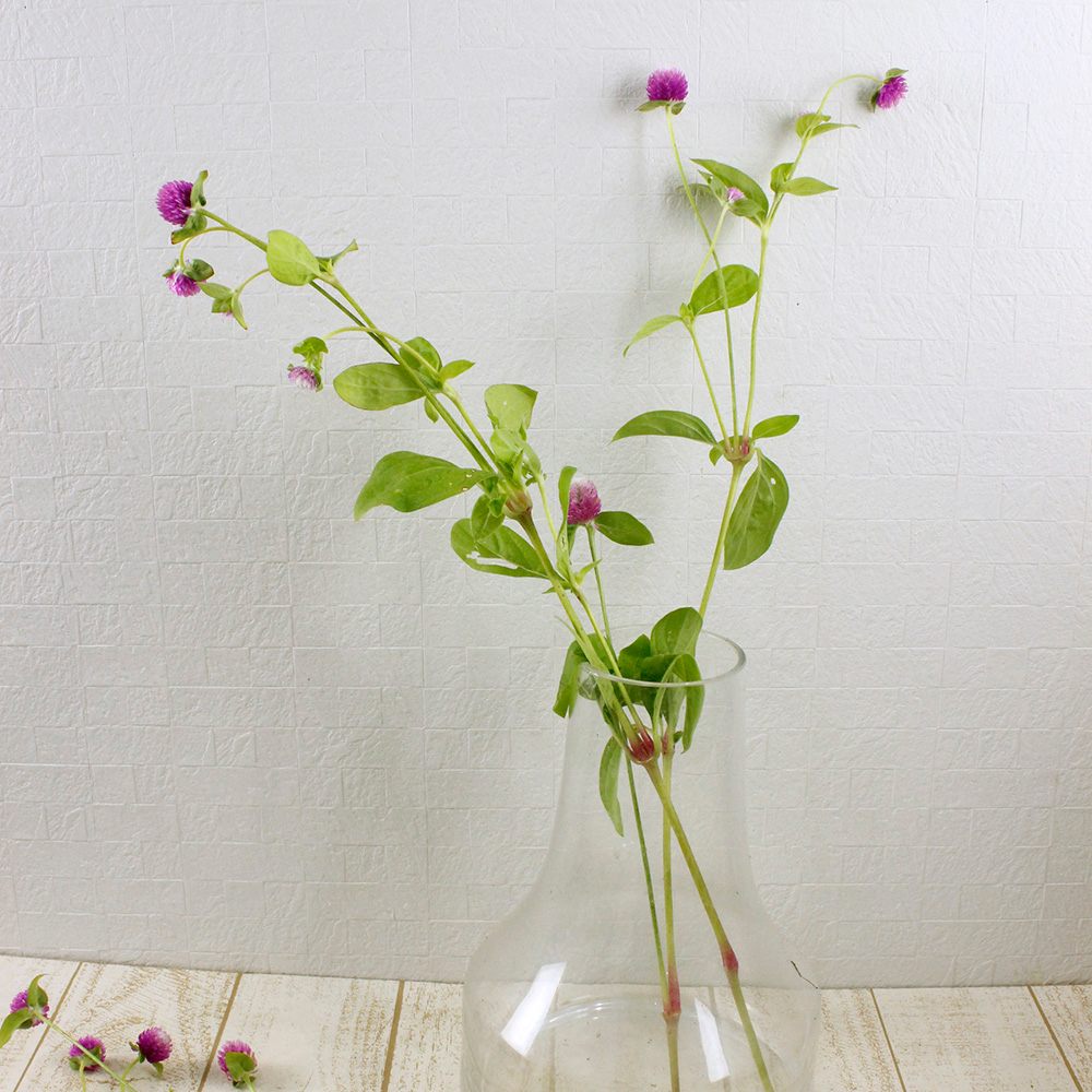 生花 千日紅 バイカラーローズ スプレー 金井園芸 Ita 通販 はなどんやアソシエ 生花 千日紅 バイカラーローズ スプレー 金井園芸 Ita 通販 はなどんやアソシエ