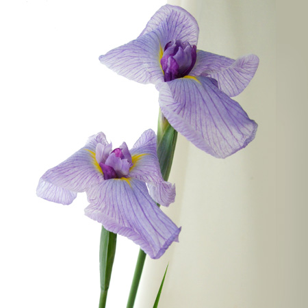 tamran花菖蒲５株同梱(五月晴、千歳、稚児化粧、豊太閤、小笹川) 生花/予約】花菖蒲 紫雲(淡紫)※届日限定 5/1〜5/4 ※商品説明をお