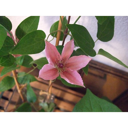 生花 クレマチス ピンクファンタジー 通販 はなどんやアソシエ 生花 クレマチス ピンクファンタジー 通販 はなどんやアソシエ