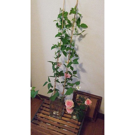 生花 クレマチス ピンクファンタジー 通販 はなどんやアソシエ 生花 クレマチス ピンクファンタジー 通販 はなどんやアソシエ