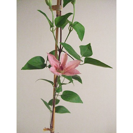 生花 クレマチス ピンクファンタジー 通販 はなどんやアソシエ 生花 クレマチス ピンクファンタジー 通販 はなどんやアソシエ