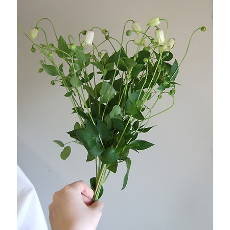 通販 はなどんやアソシエ