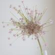 【08直前】希少品!アリウム　シュベルティ(40cm)北越後農協【生花】