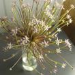 【08直前】希少品!アリウム　シュベルティ(40cm)北越後農協【生花】