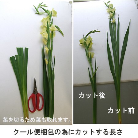 生花 色おまかせグラジオラス 生花 色おまかせグラジオラス