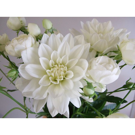 直前 ダリア シベリア 白 生花 通販 はなどんやアソシエ 直前 ダリア シベリア 白 生花 通販 はなどんやアソシエ