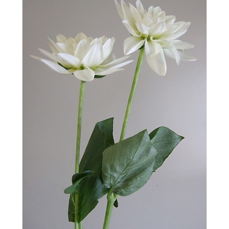 直前 ダリア シベリア 白 生花 通販 はなどんやアソシエ 直前 ダリア シベリア 白 生花 通販 はなどんやアソシエ