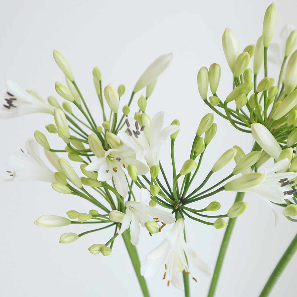 直前 アガパンサス 白 ジューンブライドなど 生花 通販 はなどんやアソシエ 直前 アガパンサス 白 ジューンブライドなど 生花 通販 はなどんやアソシエ