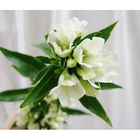 直前 笹リンドウ 白 通販 はなどんやアソシエ 直前 笹リンドウ 白 通販 はなどんやアソシエ